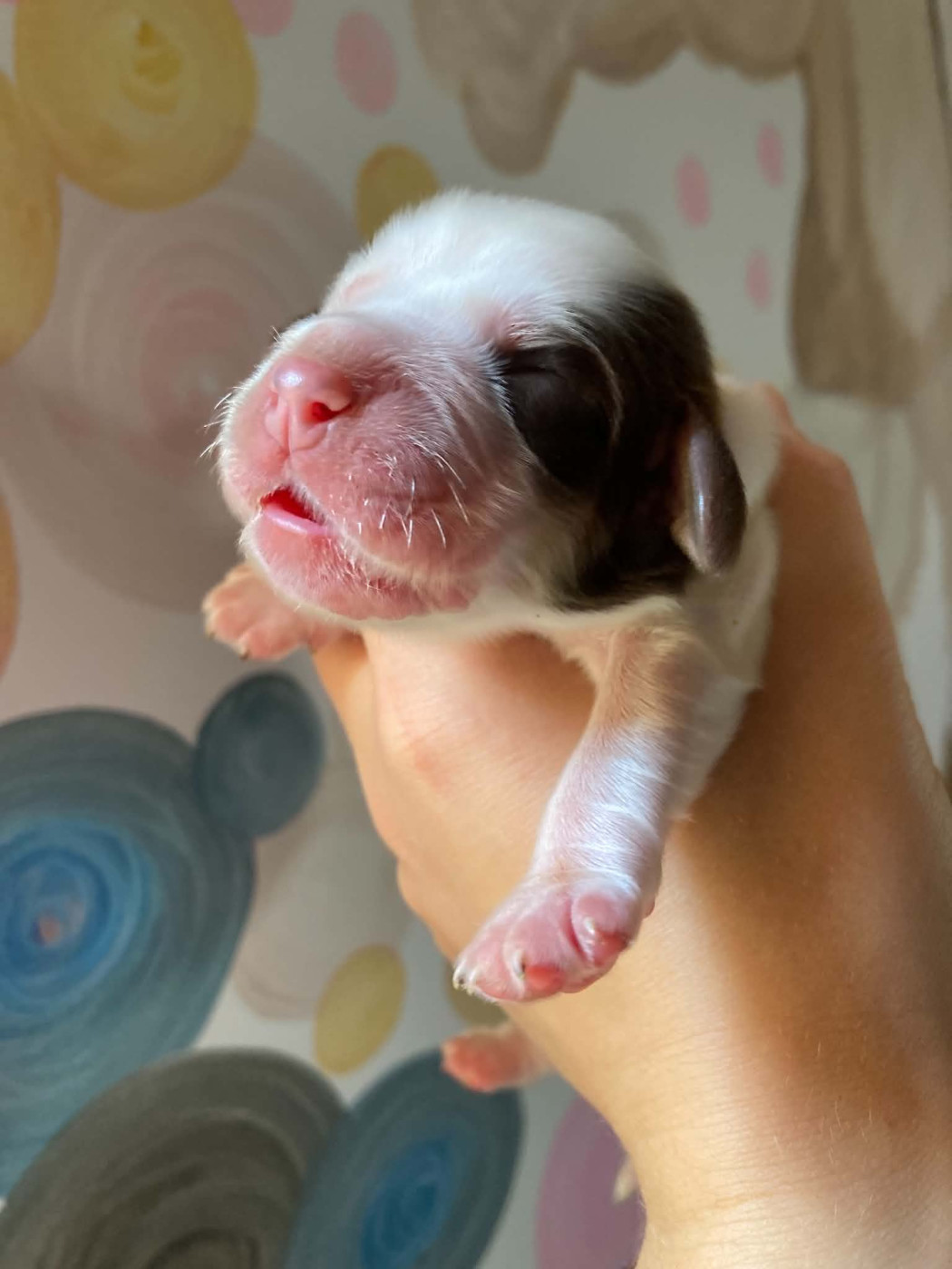 De La Constellation D'Irka - Chiots disponibles - Cocker Spaniel Anglais