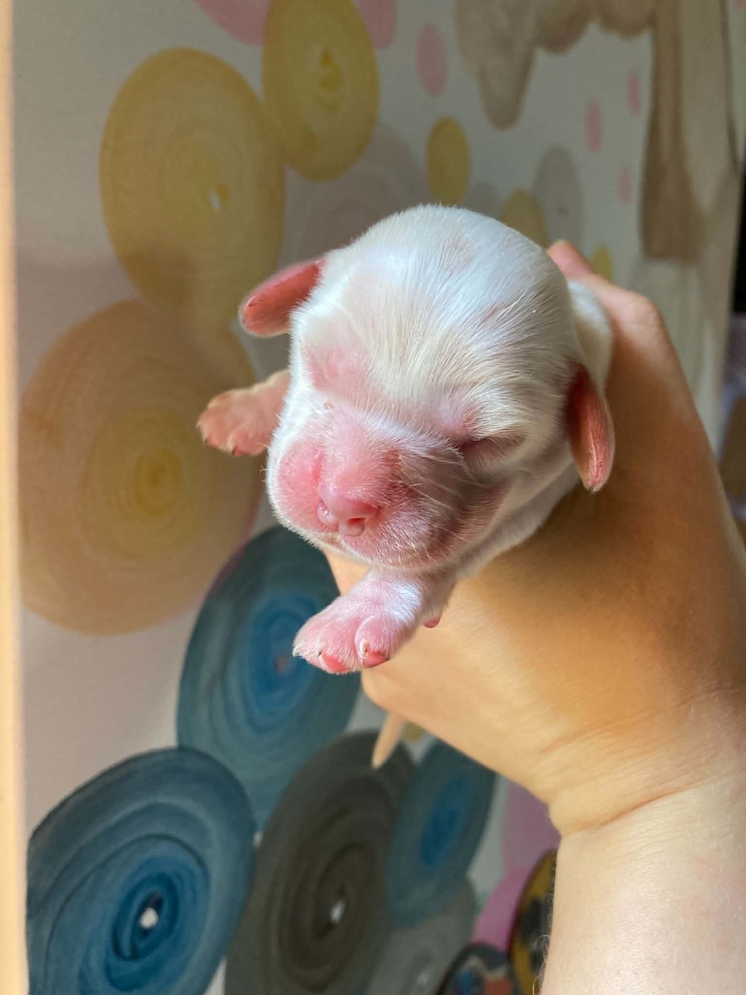 De La Constellation D'Irka - Chiots disponibles - Cocker Spaniel Anglais