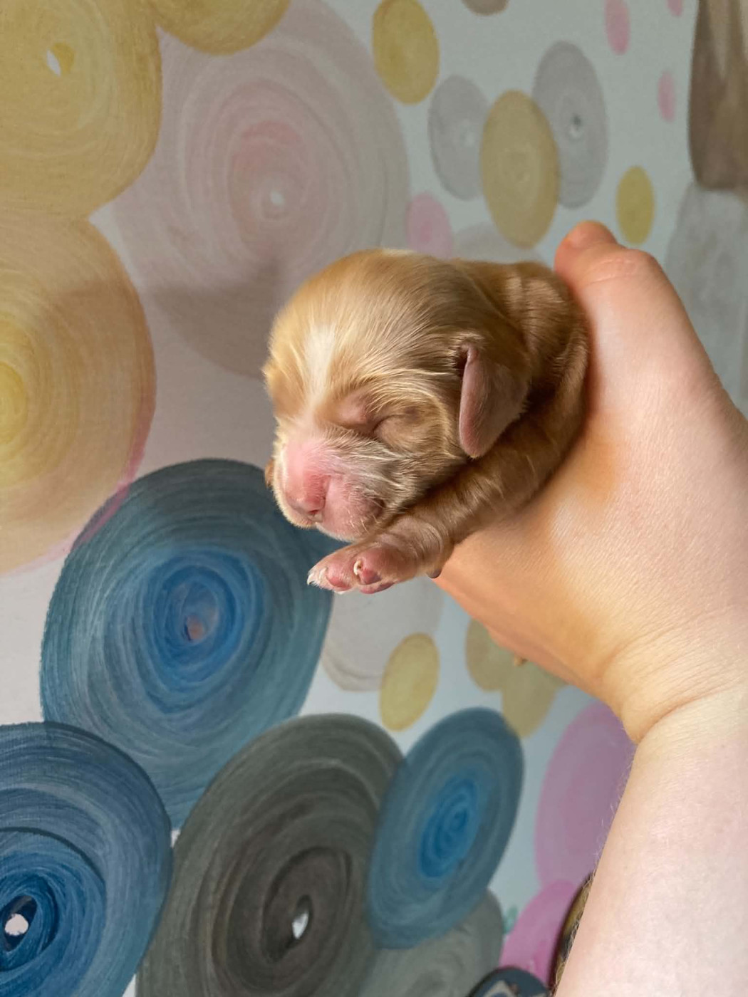 De La Constellation D'Irka - Chiots disponibles - Cocker Spaniel Anglais