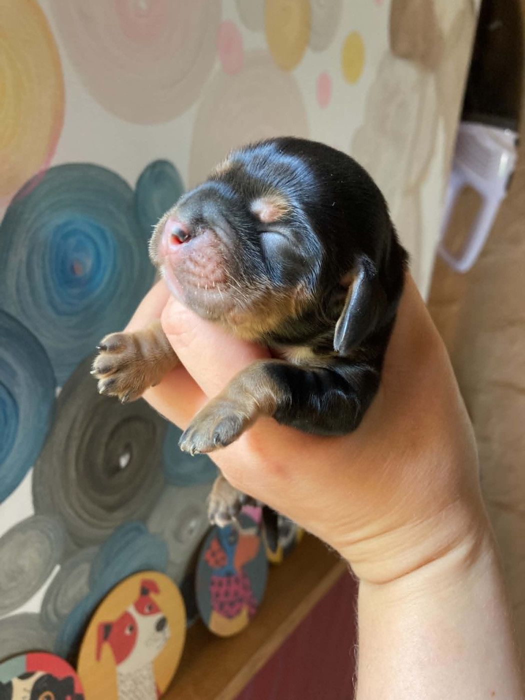 De La Constellation D'Irka - Chiots disponibles - Cocker Spaniel Anglais