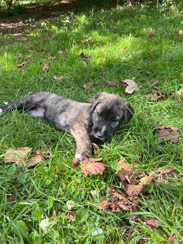De La Constellation D'Irka - Chiots disponibles - Levrier Irlandais