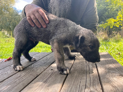 CHIOT 2