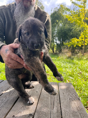 CHIOT 7