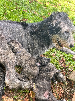 CHIOT 3