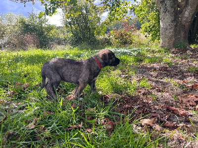 CHIOT 1